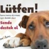 Brave Paws: Barınaklara Destek Oluyoruz