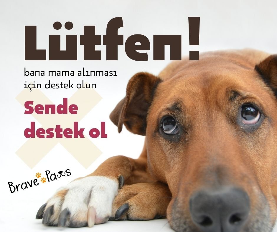 Brave Paws: Barınaklara Destek Oluyoruz