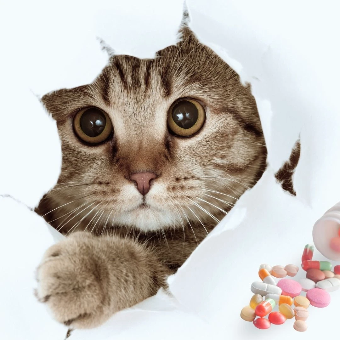 Vitaminler ve Ek Besinler