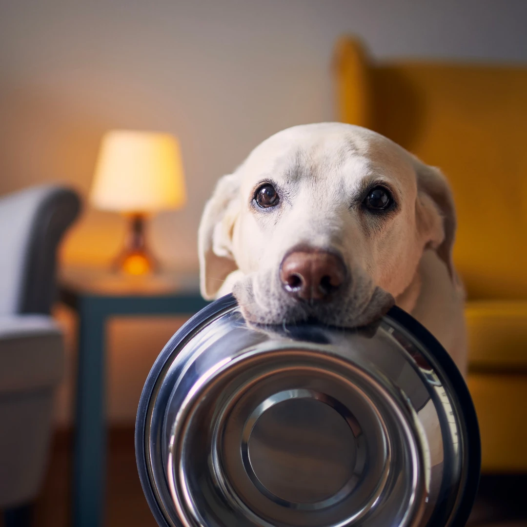 Köpek Mama ve Su Kapları