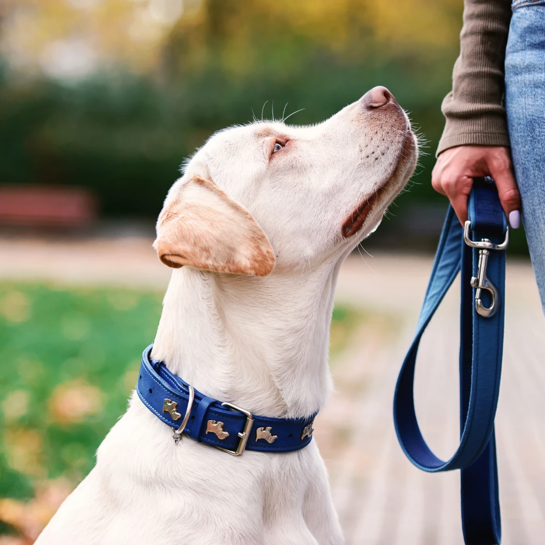 Köpek Tasma ve Taşıma Kayışları