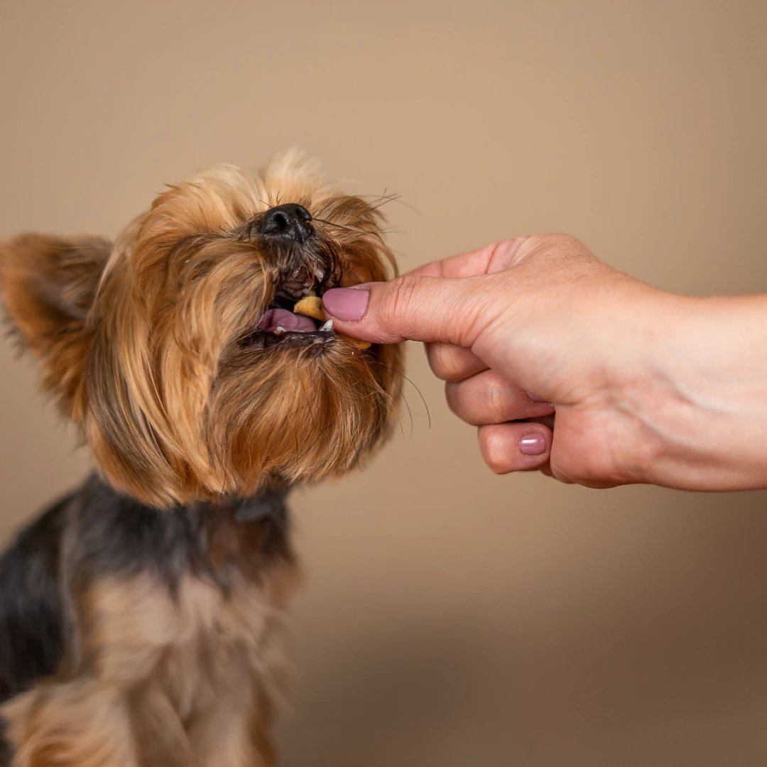 Köpek Ödül Maması